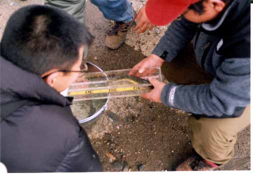 �����̌��ʂ̗l�q