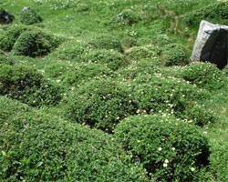 2001tomurausi12.jpg (26849 �o�C�g)