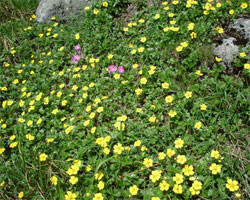 2001tomurausi15.jpg (30956 �o�C�g)