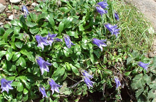 2001tomurausi16.jpg (36179 �o�C�g)