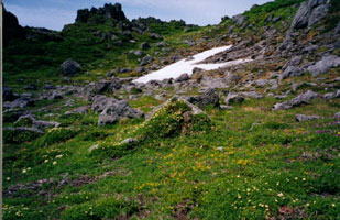 2001tomurausi4.jpg (27102 �o�C�g)